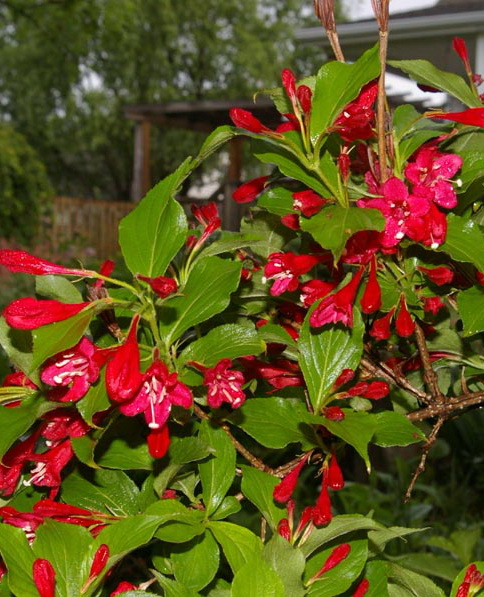 Вейгела `Ред Принц`, Weigela `Red Prince` | СадПарад
